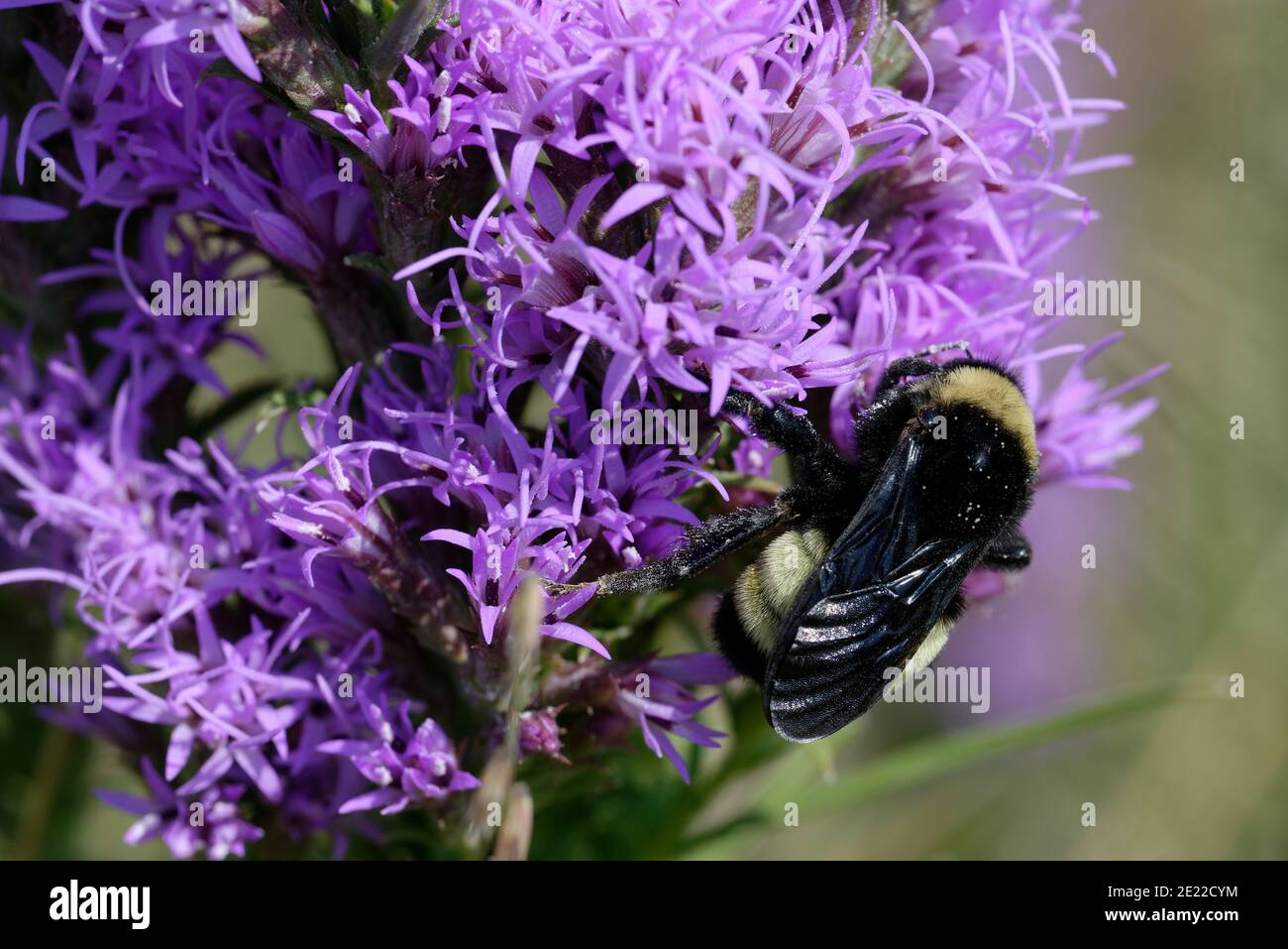 Gayfeather con Bumblebee Foto de stock