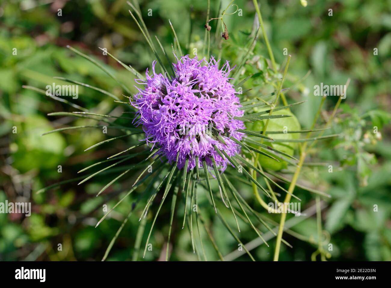 Gayfeather Foto de stock
