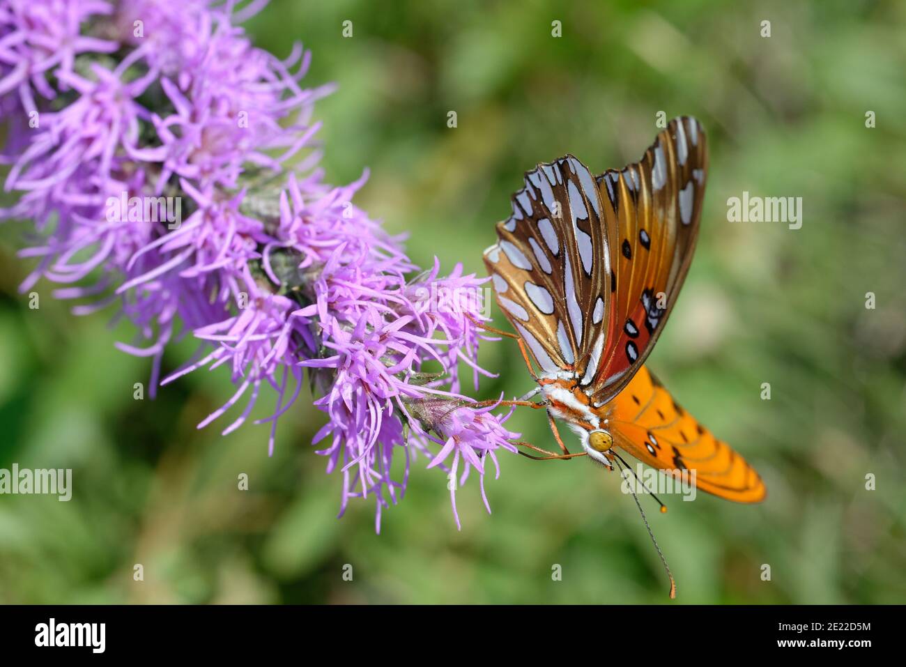 Gayfeather con el Golfo Frutillary Foto de stock