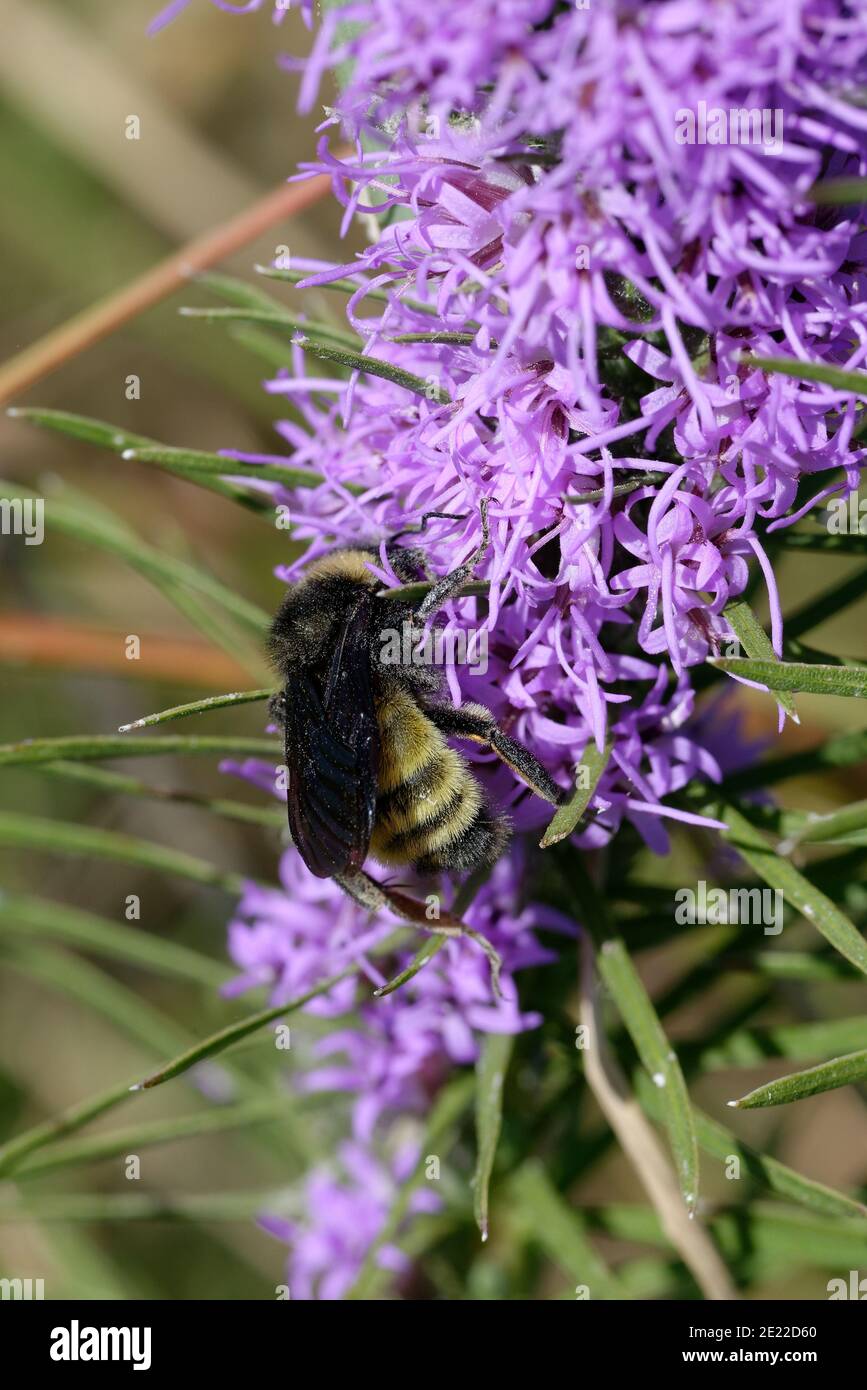 Gayfeather con Bumblebee Foto de stock