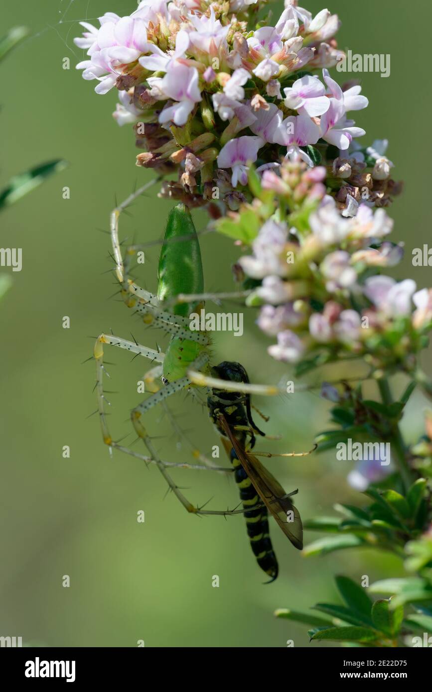 Araña lince verde con presa Foto de stock