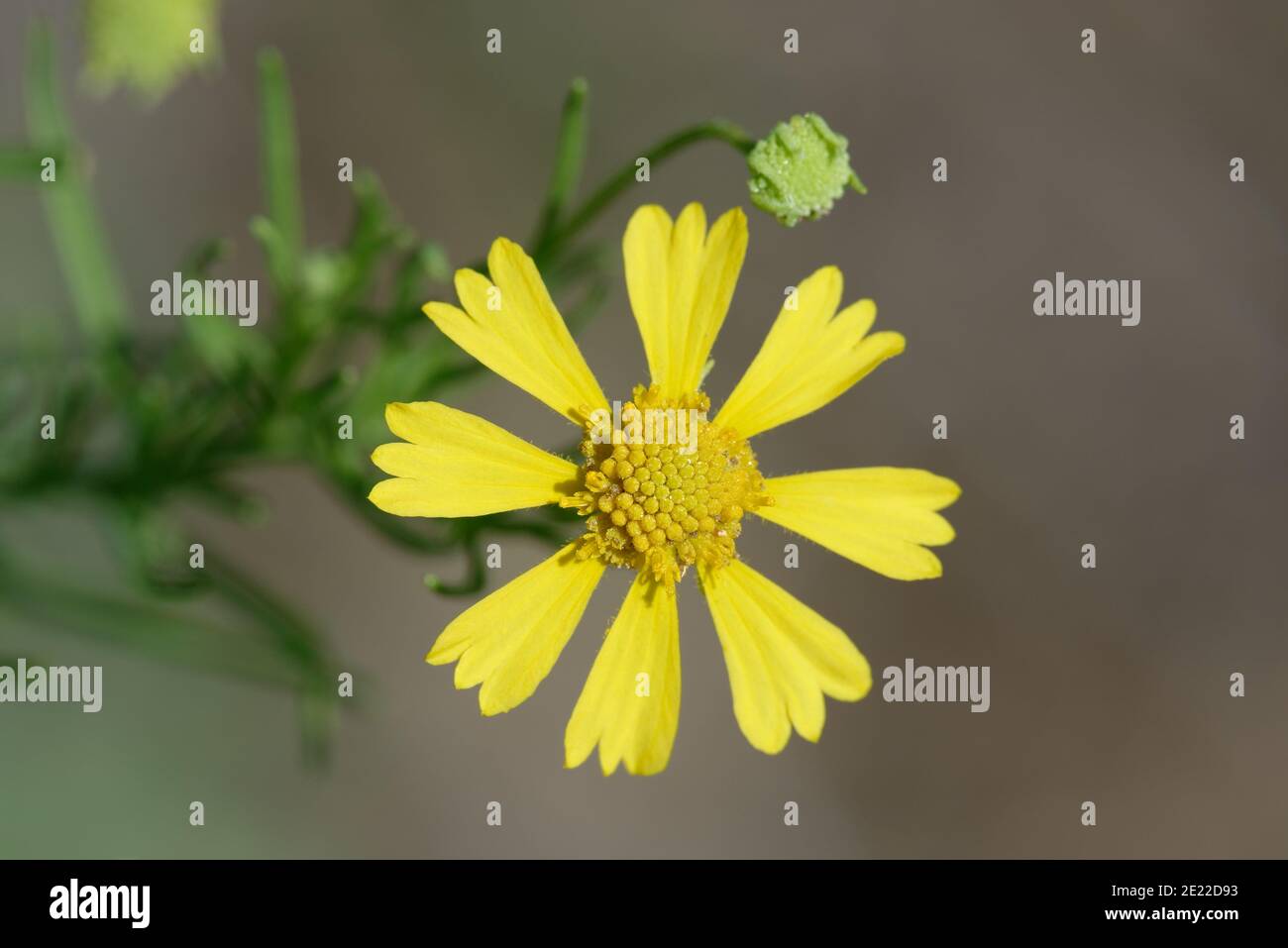 Bitterweed Foto de stock