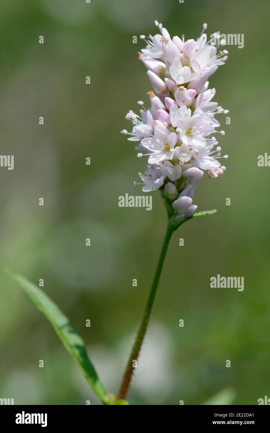 Carey's Smartweed Foto de stock