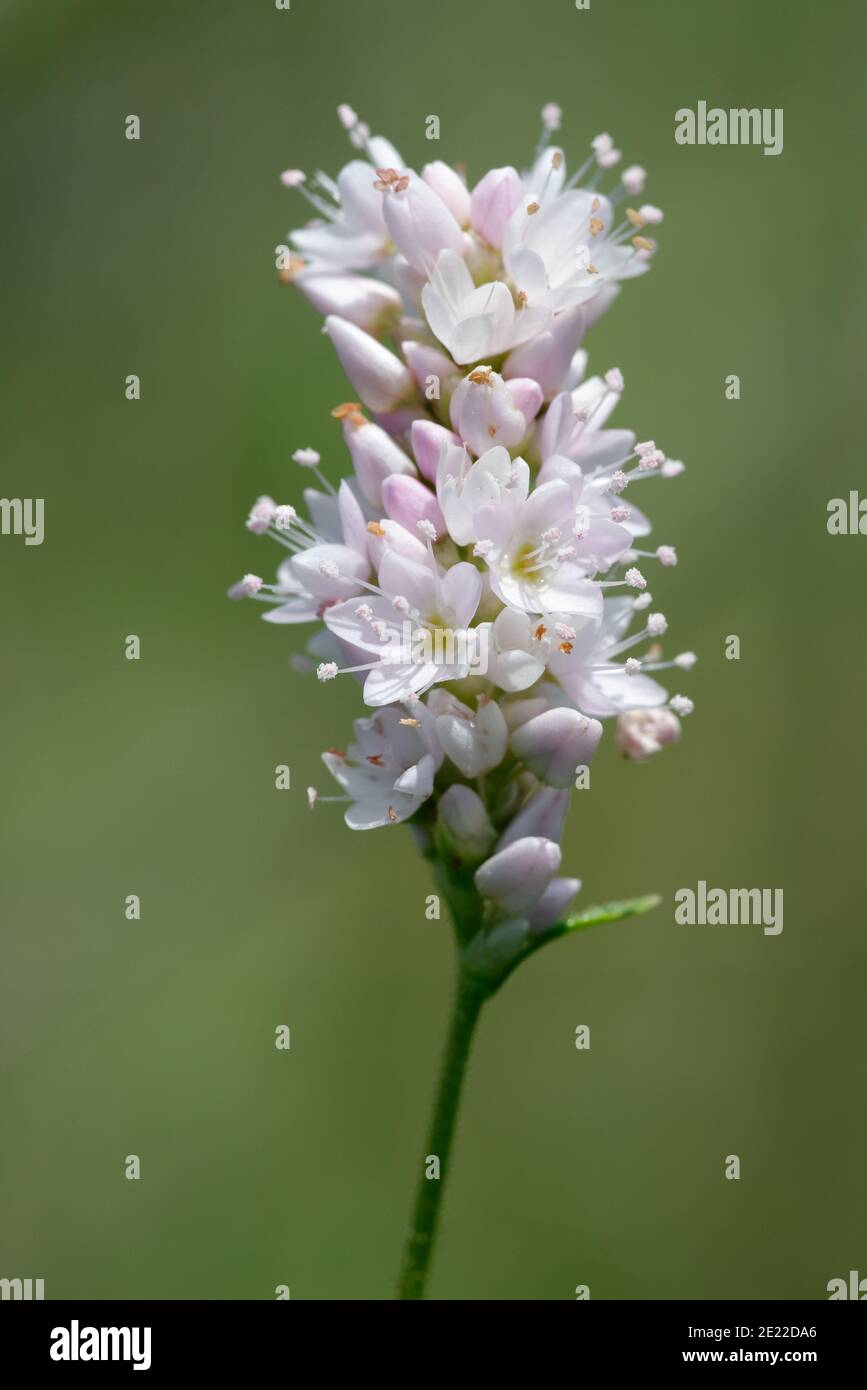 Carey's Smartweed Foto de stock