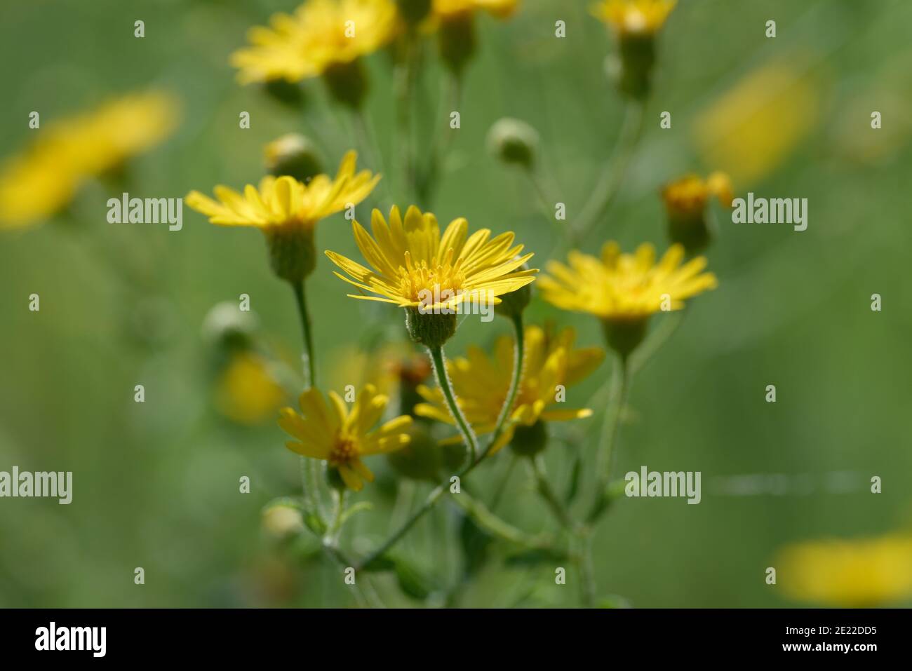 Falso Goldenaster Foto de stock