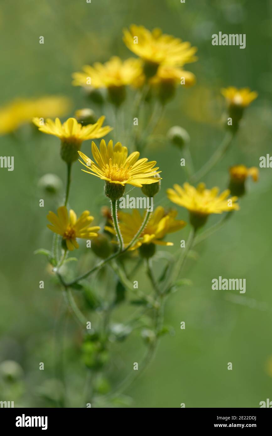 Falso Goldenaster Foto de stock