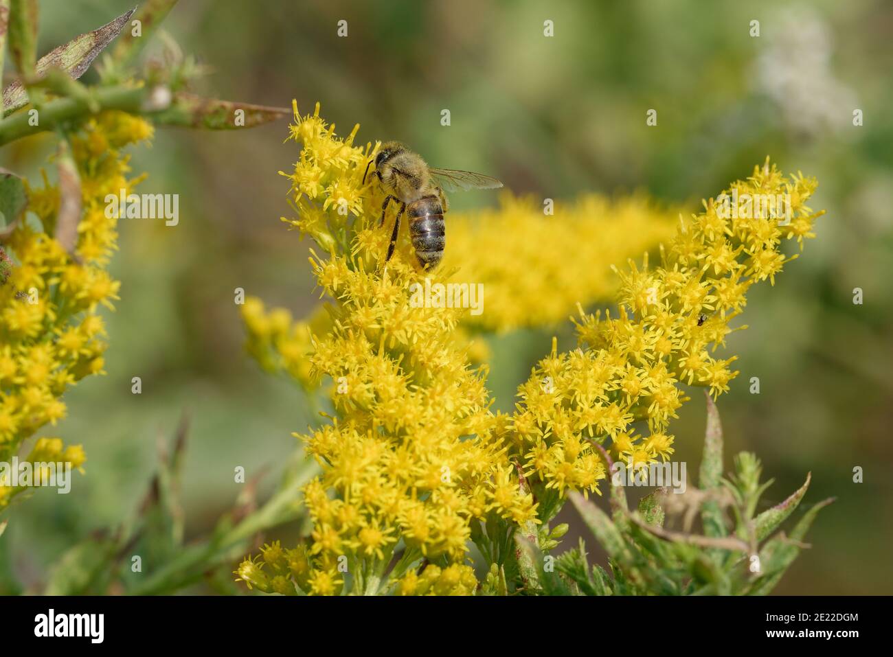 Goldenrod con abeja miel Foto de stock