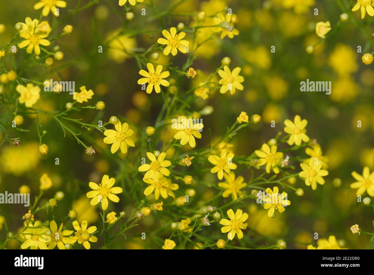 Broomweed Foto de stock