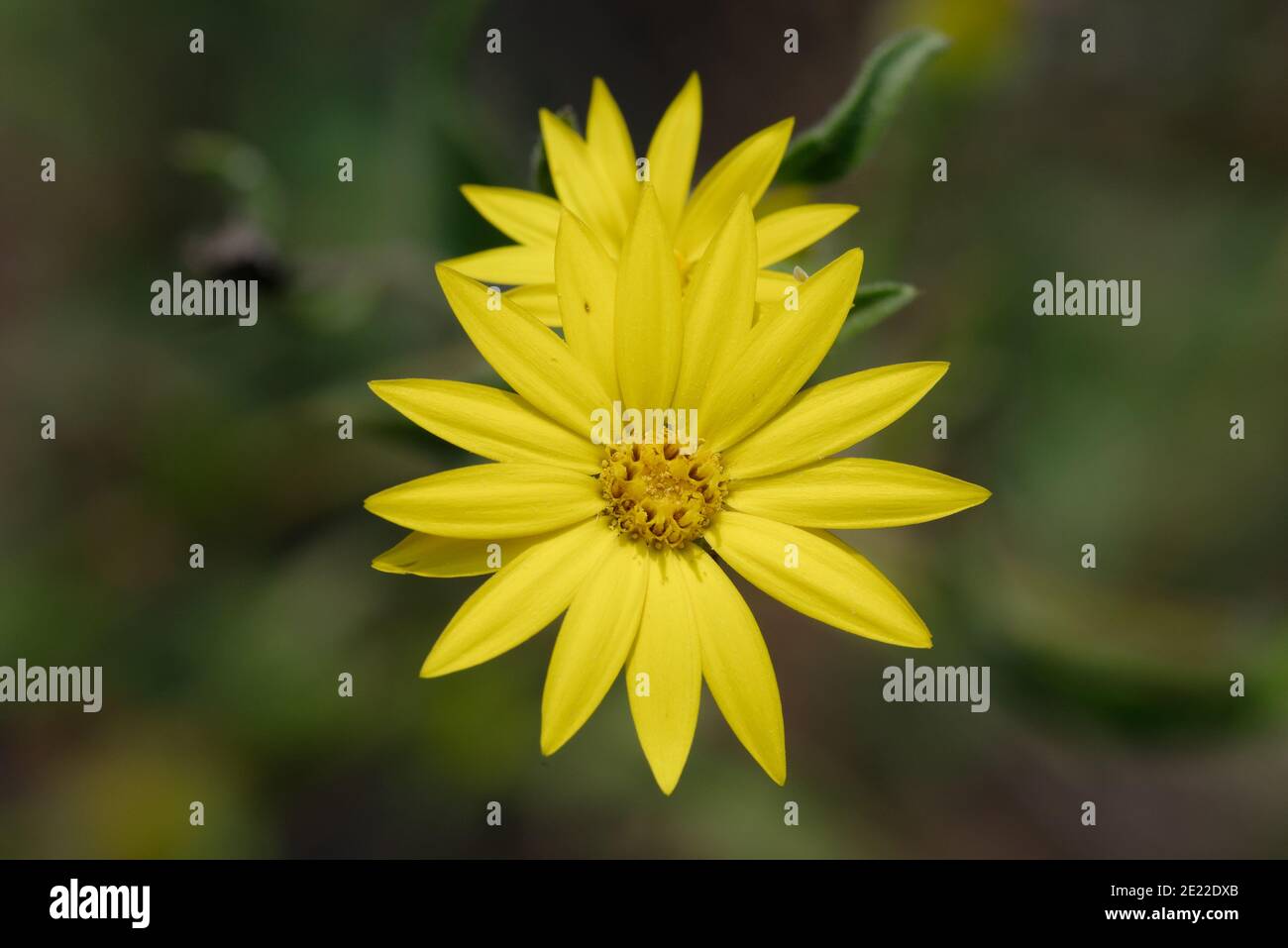 Texas Sleepy Daisy Foto de stock
