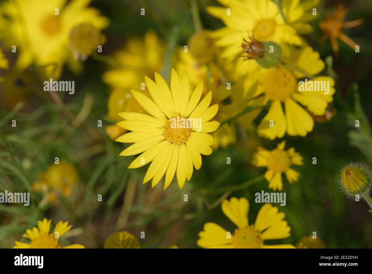 Sleepy Daisy (Xanthisma texanum) Foto de stock