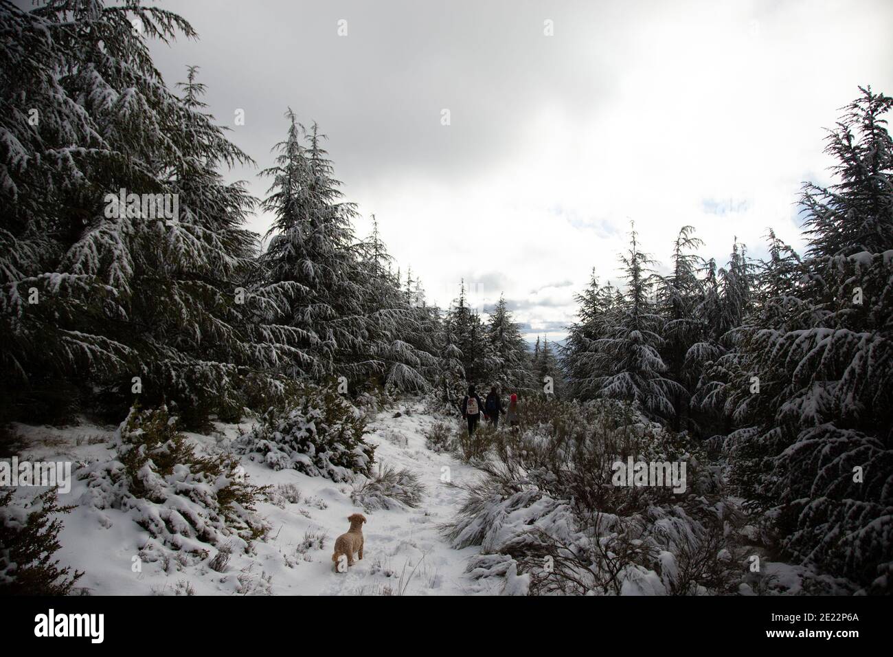 Perro buscando perdido en el bosque nevado. Foto de stock