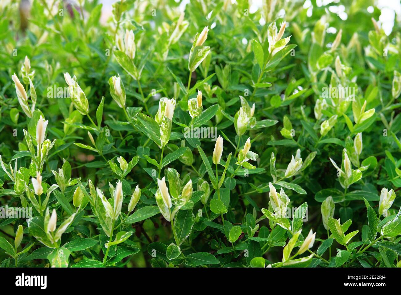 Salix integra, jardín decorativo planta hojas blancas y verdes. Bush del sauce son japoneses de hojas enteras, HAKURO Nishiki. Foto de stock