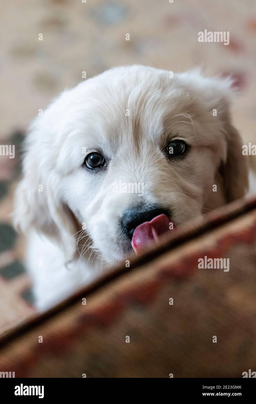 Platino, o Crema de color Golden Retriever cachorro. Foto de stock