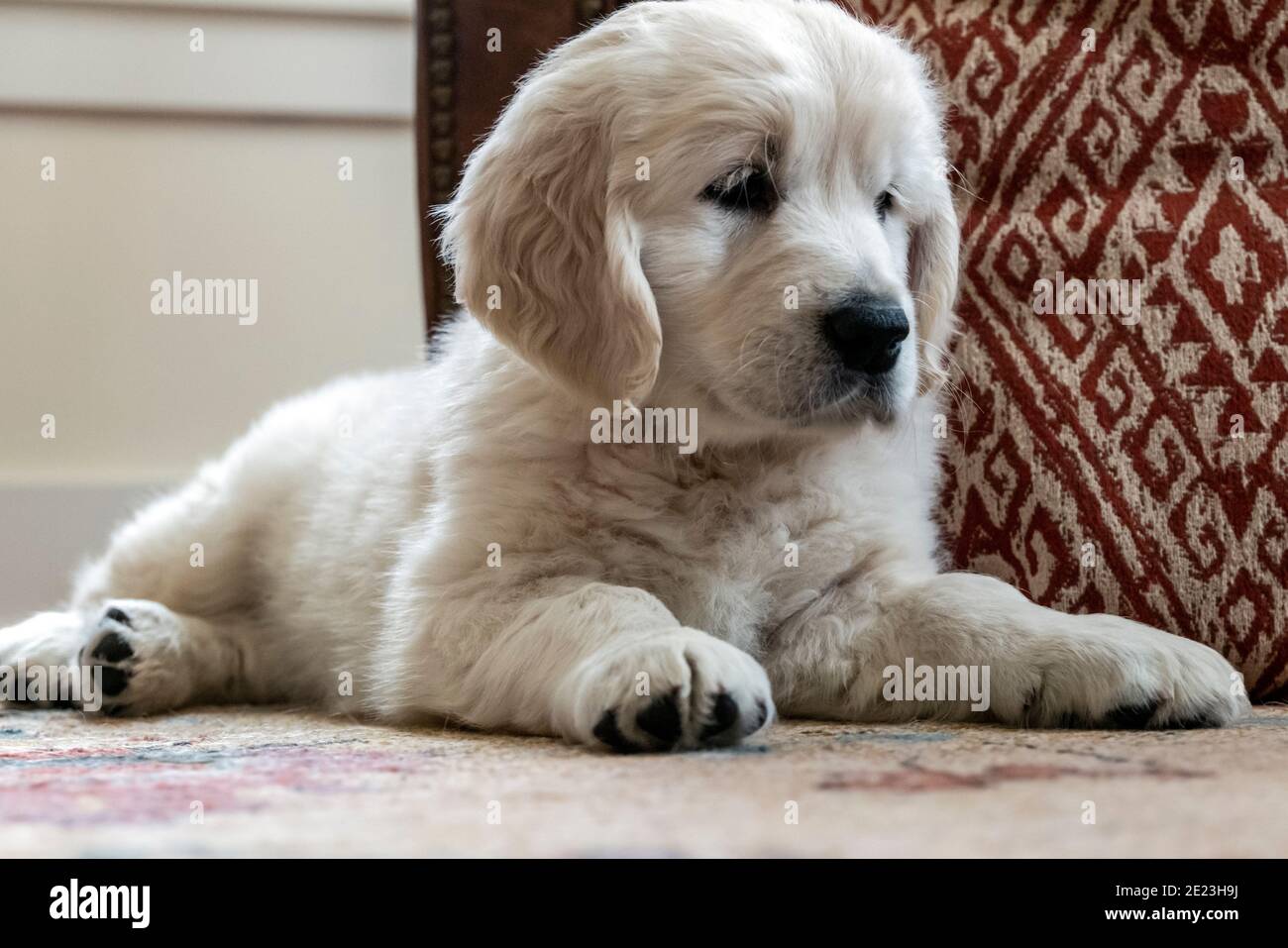 Platino, o Crema de color Golden Retriever cachorro. Foto de stock
