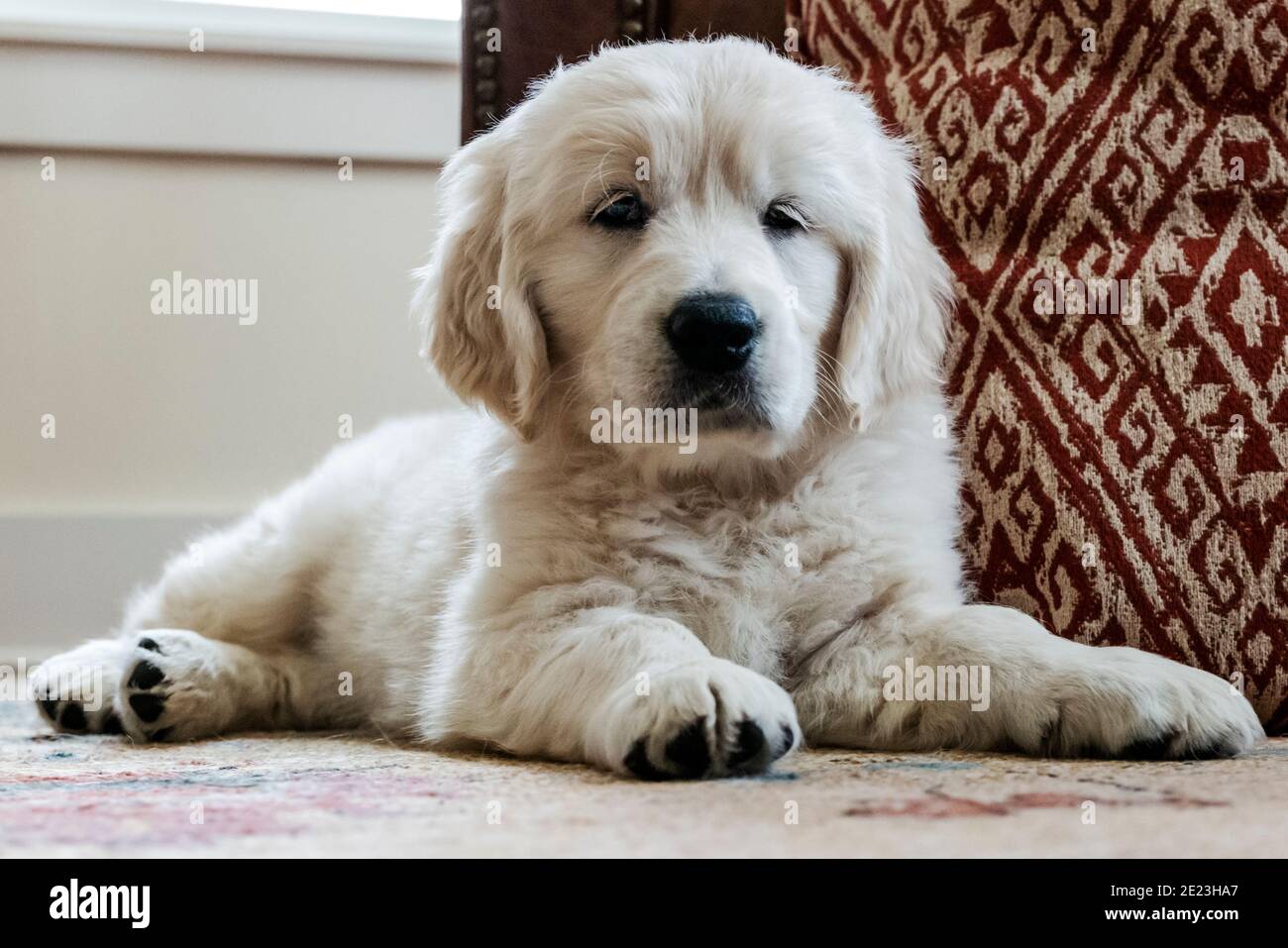 Platino, o Crema de color Golden Retriever cachorro. Foto de stock