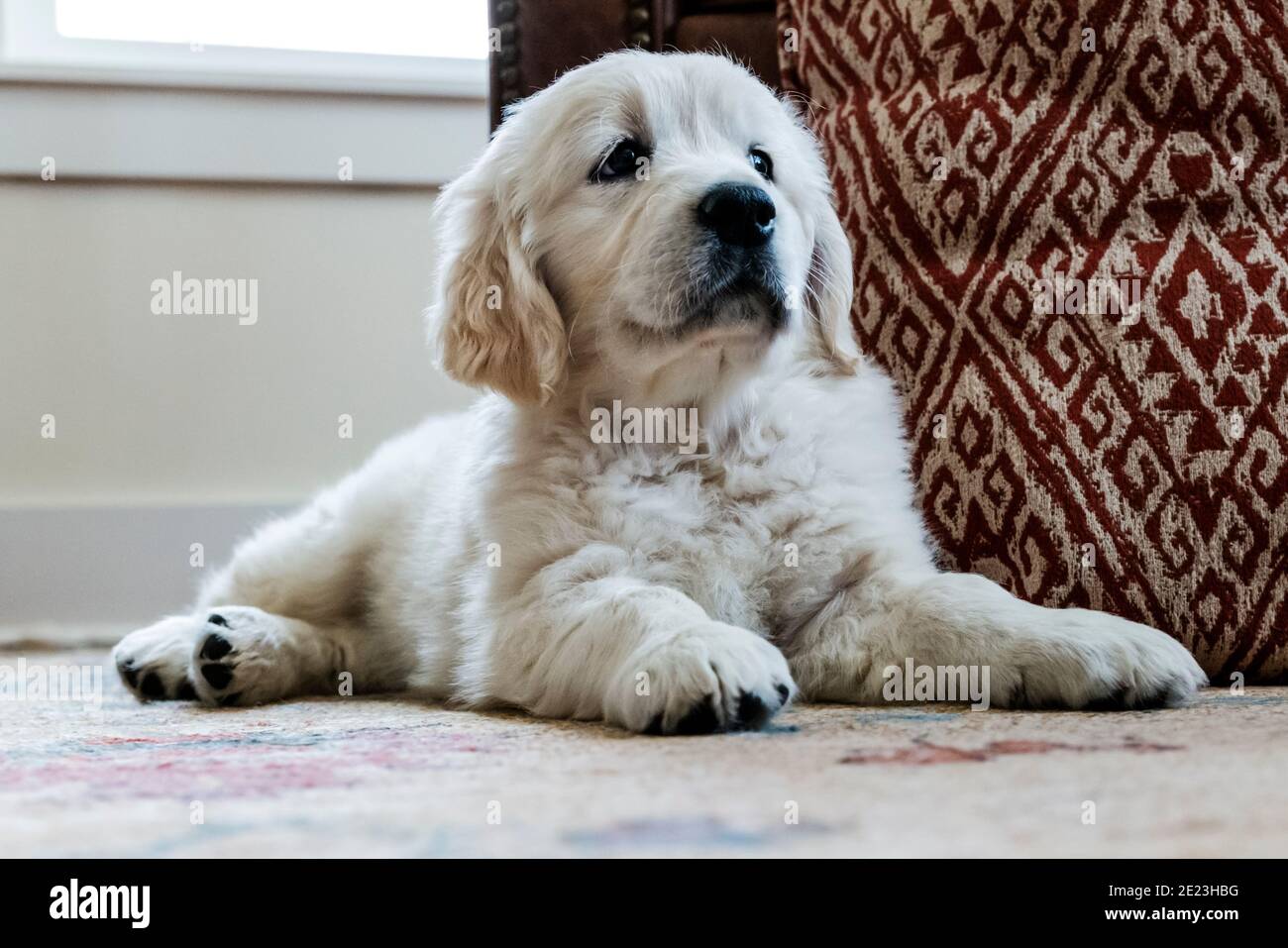 Platino, o Crema de color Golden Retriever cachorro. Foto de stock