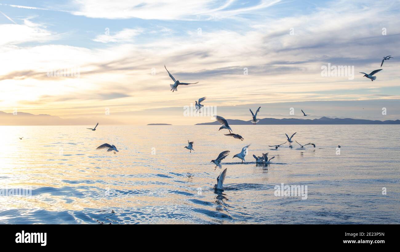 Una bandada de gaviotas volando y nadando a lo largo de la costa de la Columbia Británica, al atardecer Foto de stock