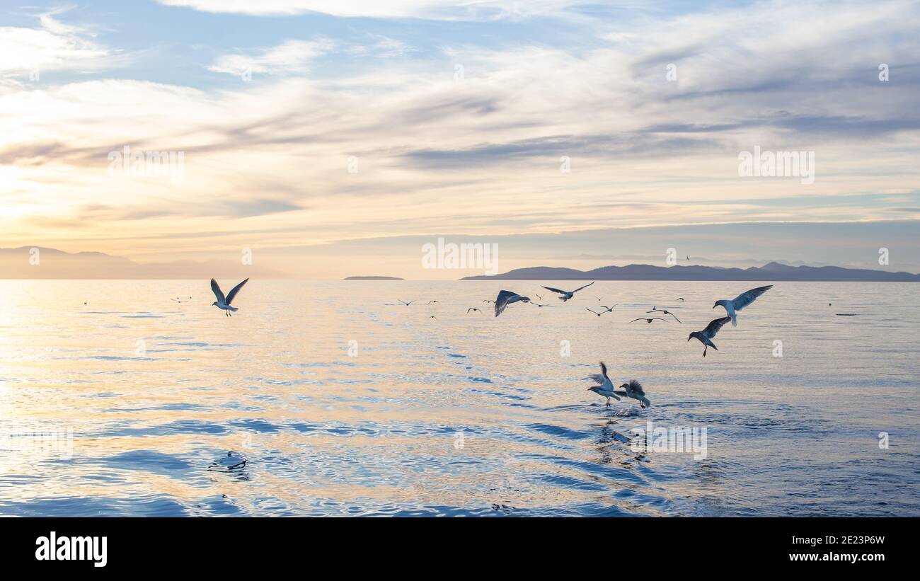 Una bandada de gaviotas volando y nadando a lo largo de la costa de la Columbia Británica, al atardecer Foto de stock