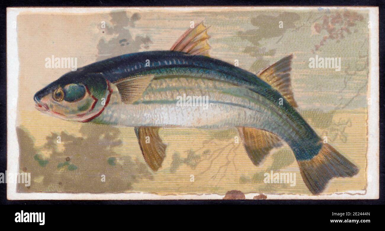 Litografía en color de salmonete. Los salmonetes o gris salmonetes son una familia (Mugilidae) de peces de la familia de los Cyprinidae encuentra en todo el mundo en aguas costeras templadas y tropicales. Foto de stock