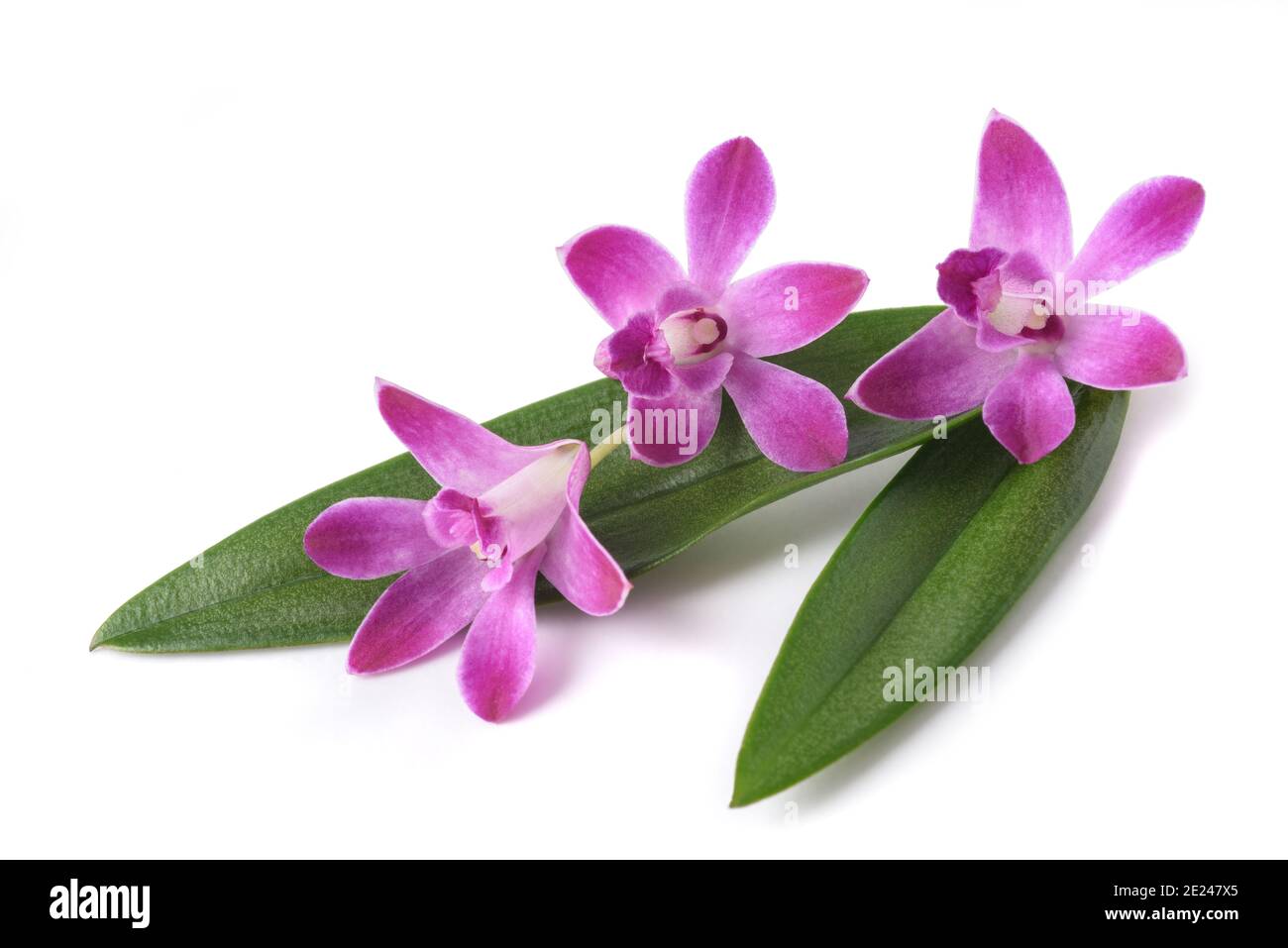 Orquídeas de roca rosa fotografías e imágenes de alta resolución - Alamy