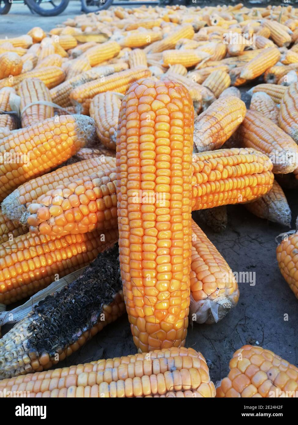 El Maiz Tambien Conocido Como Maiz Es Un Cereal Domesticado Por Los Pueblos Indigenas En El Sur De Mexico Hace Unos 10 000 Anos Fotografia De Stock Alamy