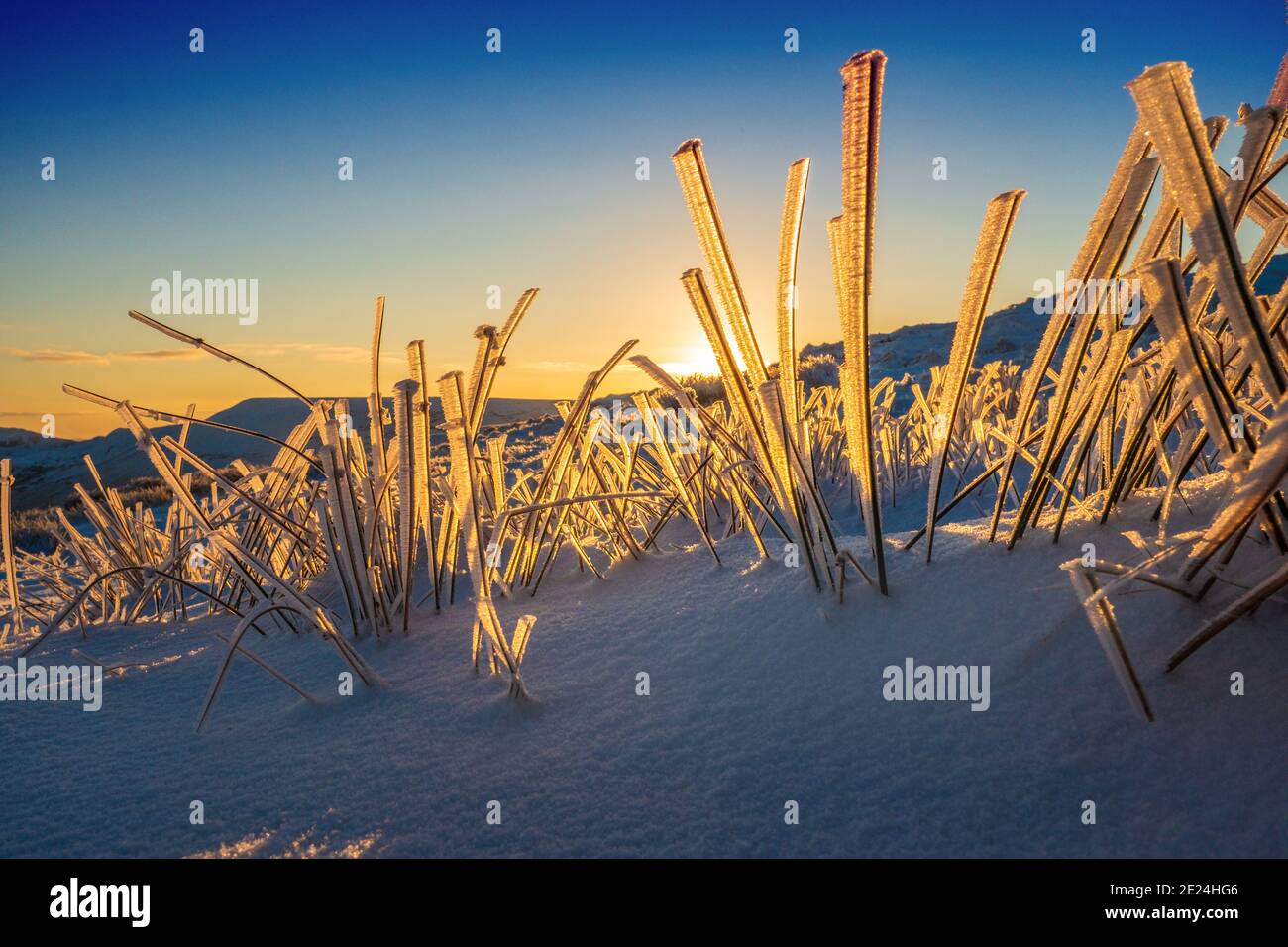 Pastos congelados en la nieve iluminados por el sol de la mañana temprano, Parque Nacional del Distrito de los Picos Foto de stock