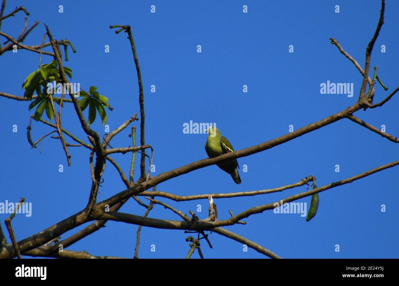 Pájaro verde encaramado y hermoso fondo azul Foto de stock