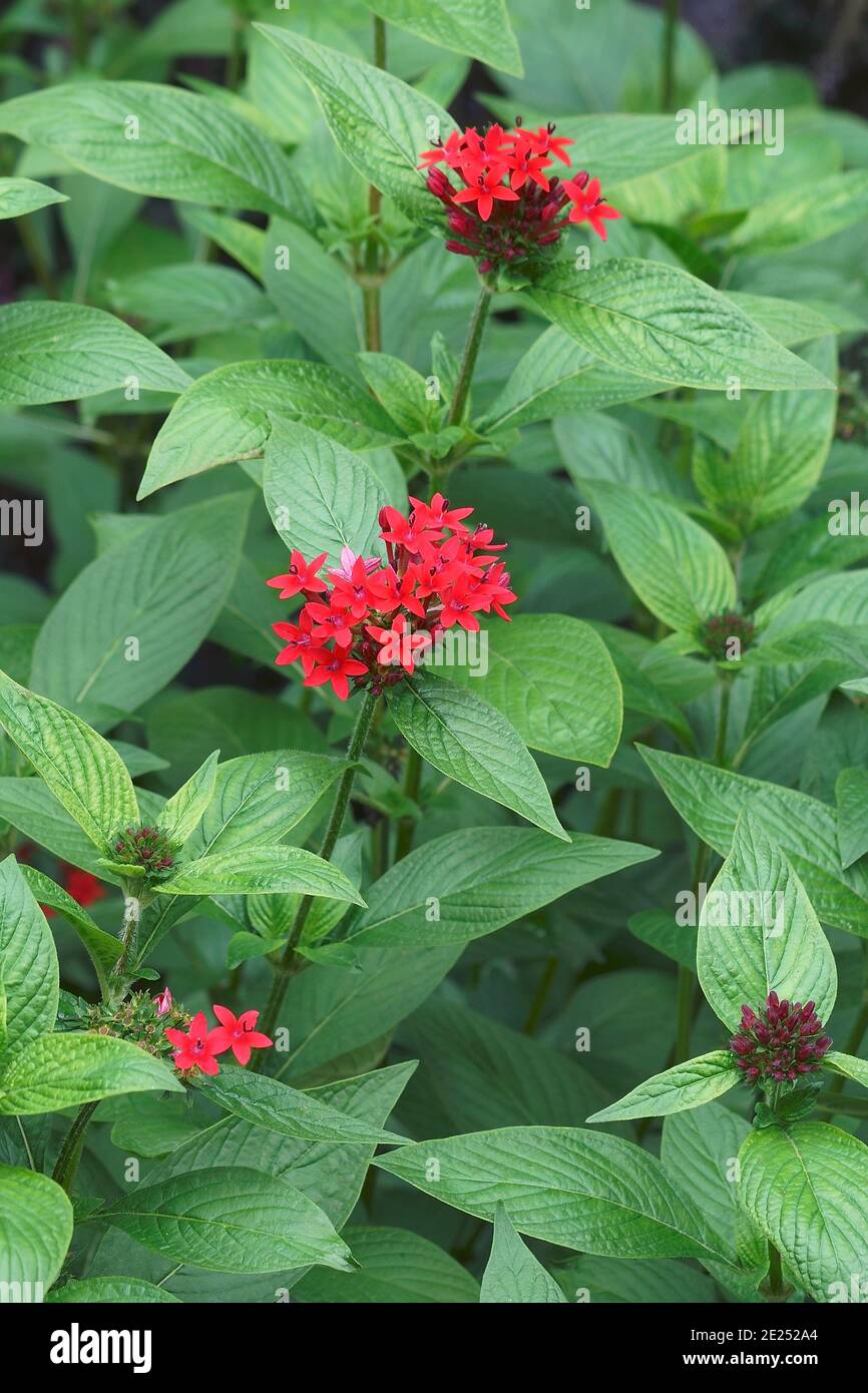 Estrella egipcia fotografías e imágenes de alta resolución Alamy