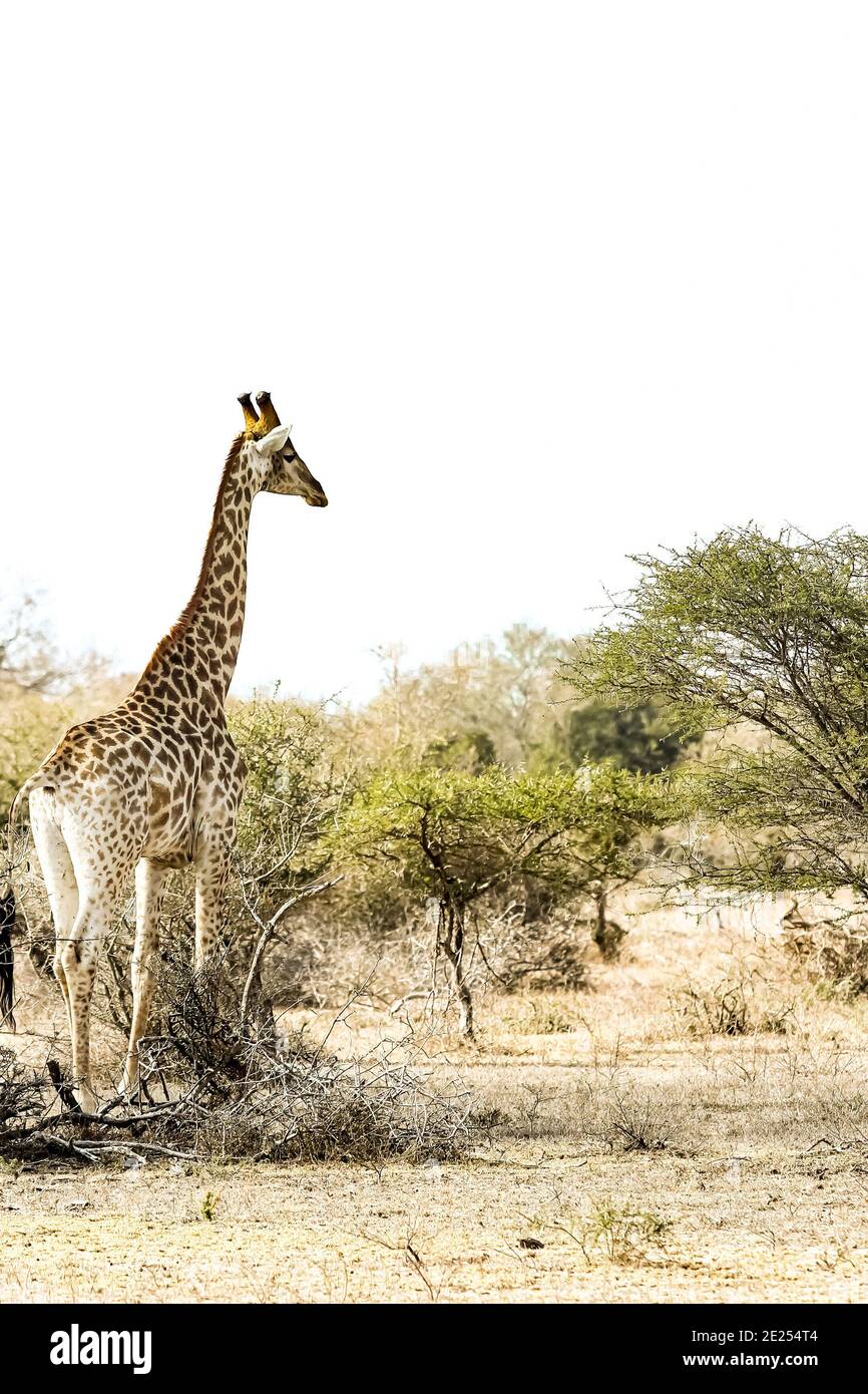Tiro vertical de una linda y alta jirafa en Safari En Sudáfrica Fotografía  de stock - Alamy