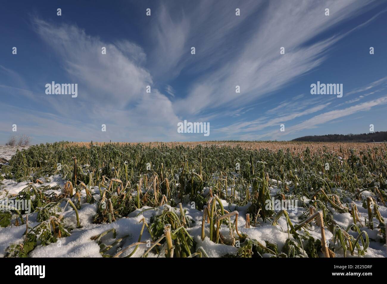 Paisaje invernal con campos nevados y cielo azul. Foto de stock
