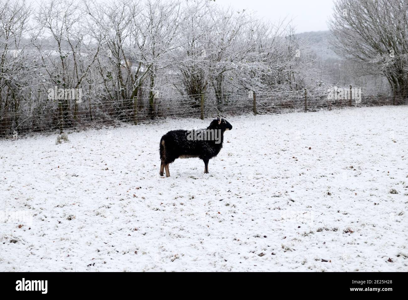 Oveja negra de la montaña galesa de pie en nieve blanca del invierno  Paisaje rural en el campo de Carmarthenshire Diciembre 2020 Gales Reino  Unido KATHY DEWITT Fotografía de stock - Alamy