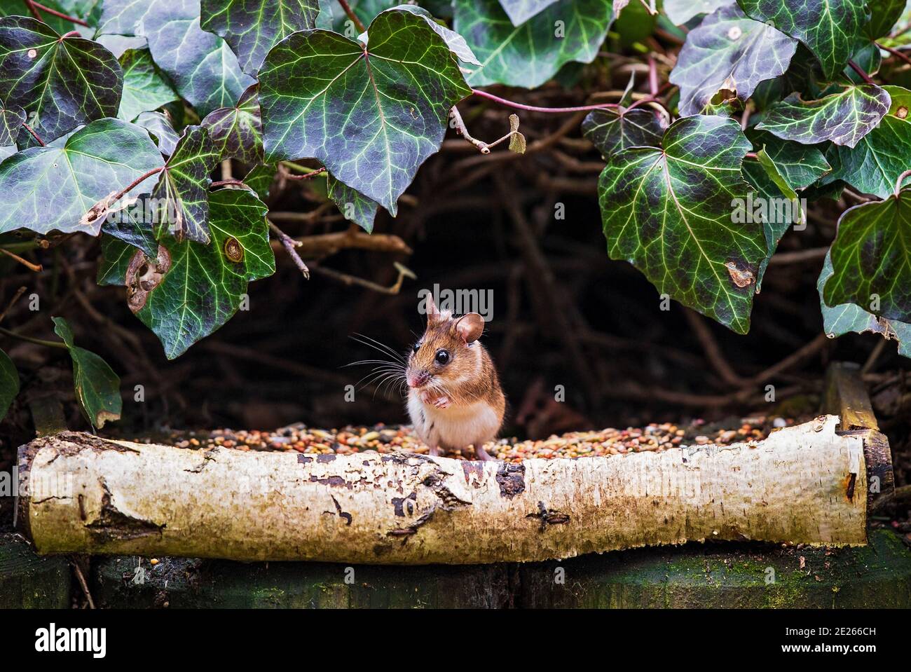 Wood Mouse (Apodemus sylvaticus) sentado y forrajeando en el alimentador de aves, Hesse, Alemania Foto de stock
