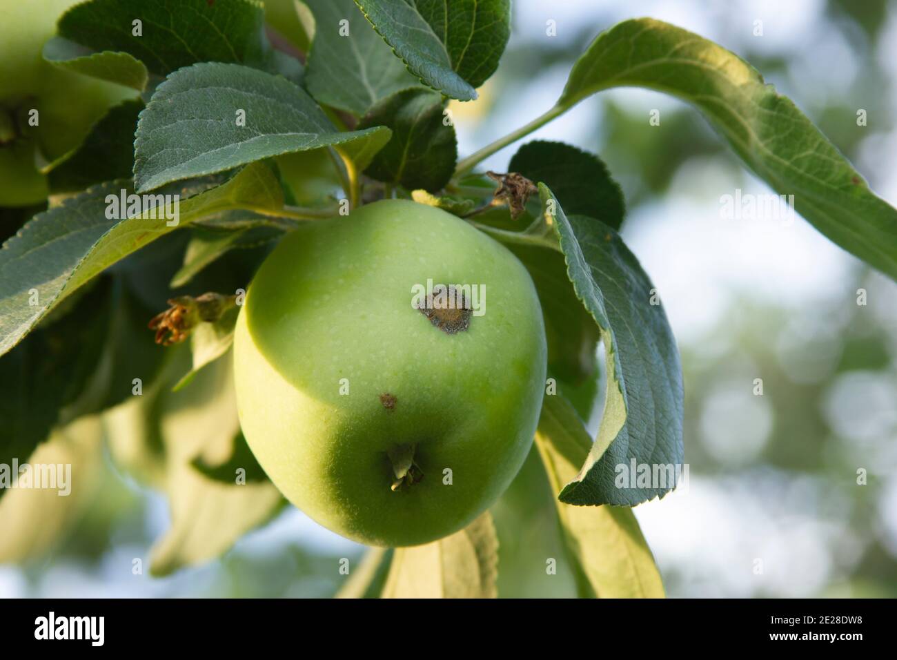La costra de manzana. Venturia inaequalis. La enfermedad del Apple-árbol. Fruta dañada por patógenos en el árbol. Problemas agrícolas. Pérdida de cosecha. Primer plano Foto de stock