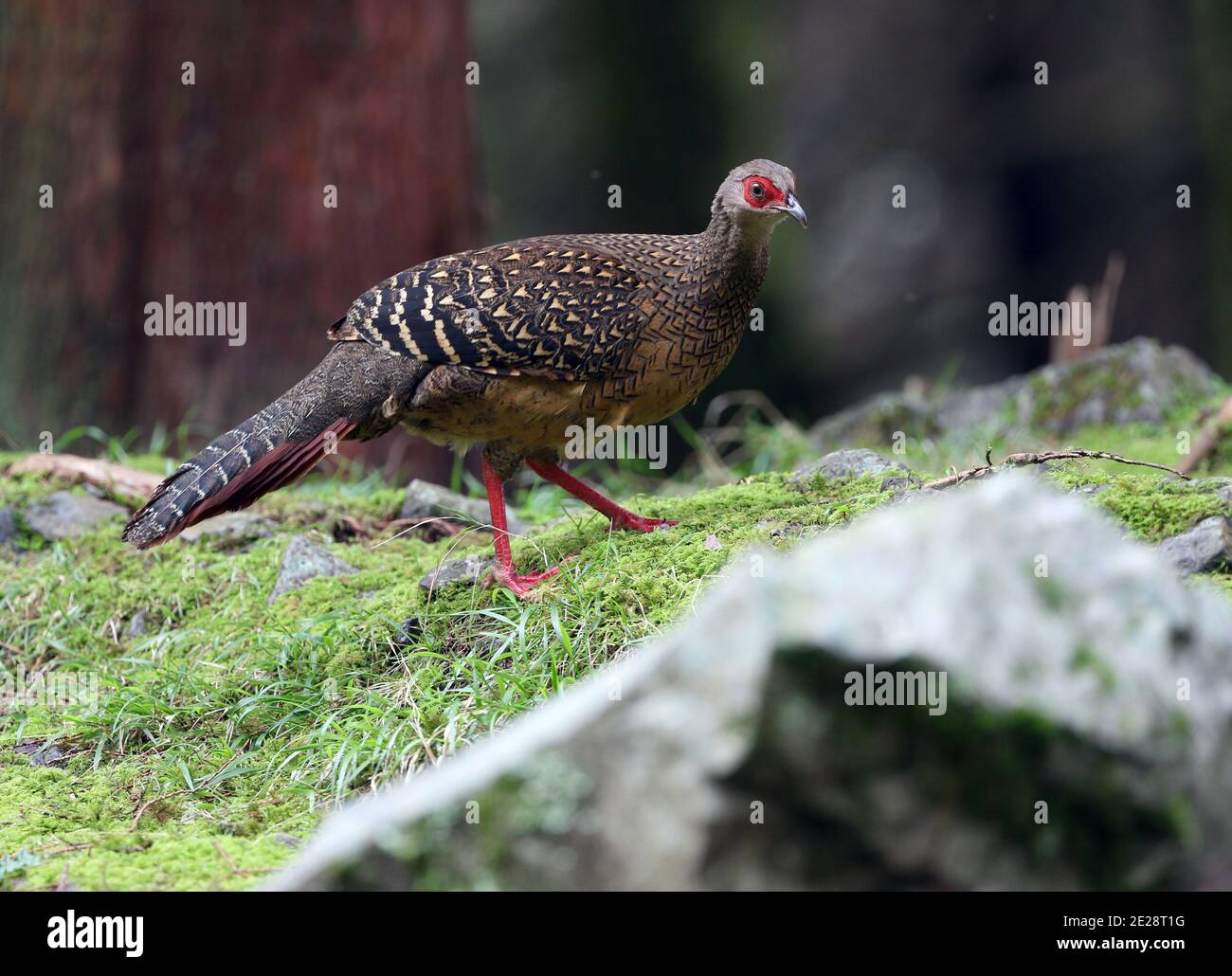 Faisanes hembras fotografías e imágenes de alta resolución - Página 2
