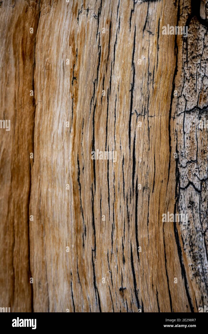 Grietas negras en la textura del árbol en el árbol de pino de Bristle Cone Foto de stock