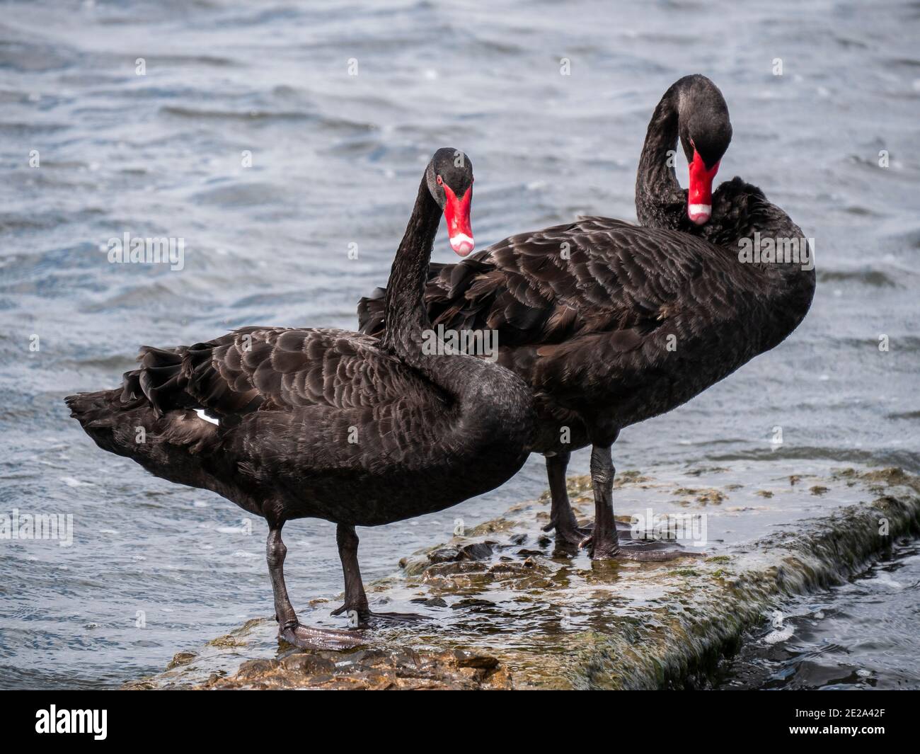 Dos cisnes negros en el Lago Lesina, la Reserva Natural Estatal Sacca Orientale, Lesina, Fogglia, la península de Gargano, Apulia, Italia Foto de stock