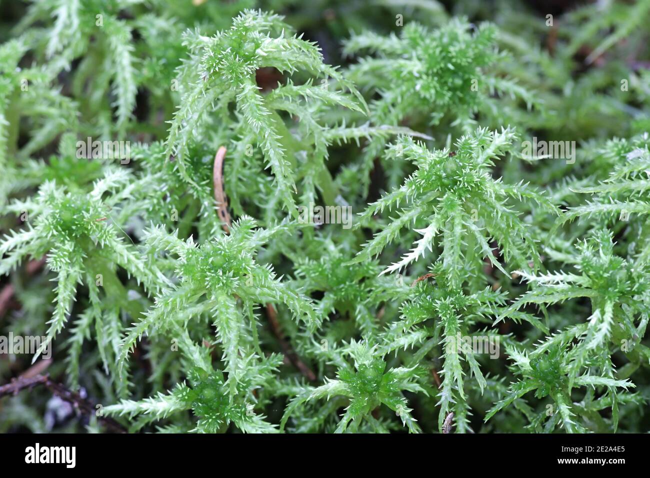 Sphagnum squarrosum, el musgo-bog-moss espirado o musgo de hoja extensiéndose Foto de stock