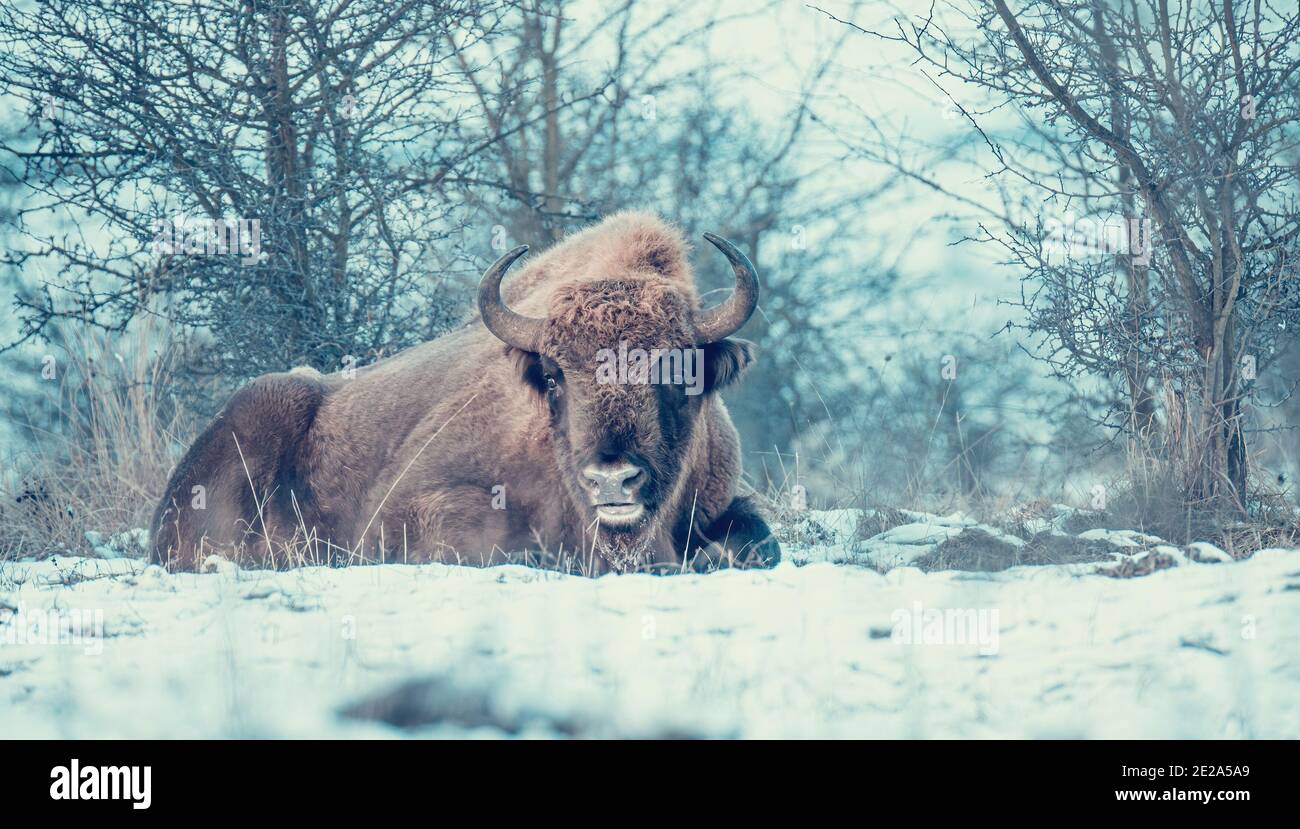 Bisonte europeo descansando en un prado de nieve, la mejor foto. Foto de stock