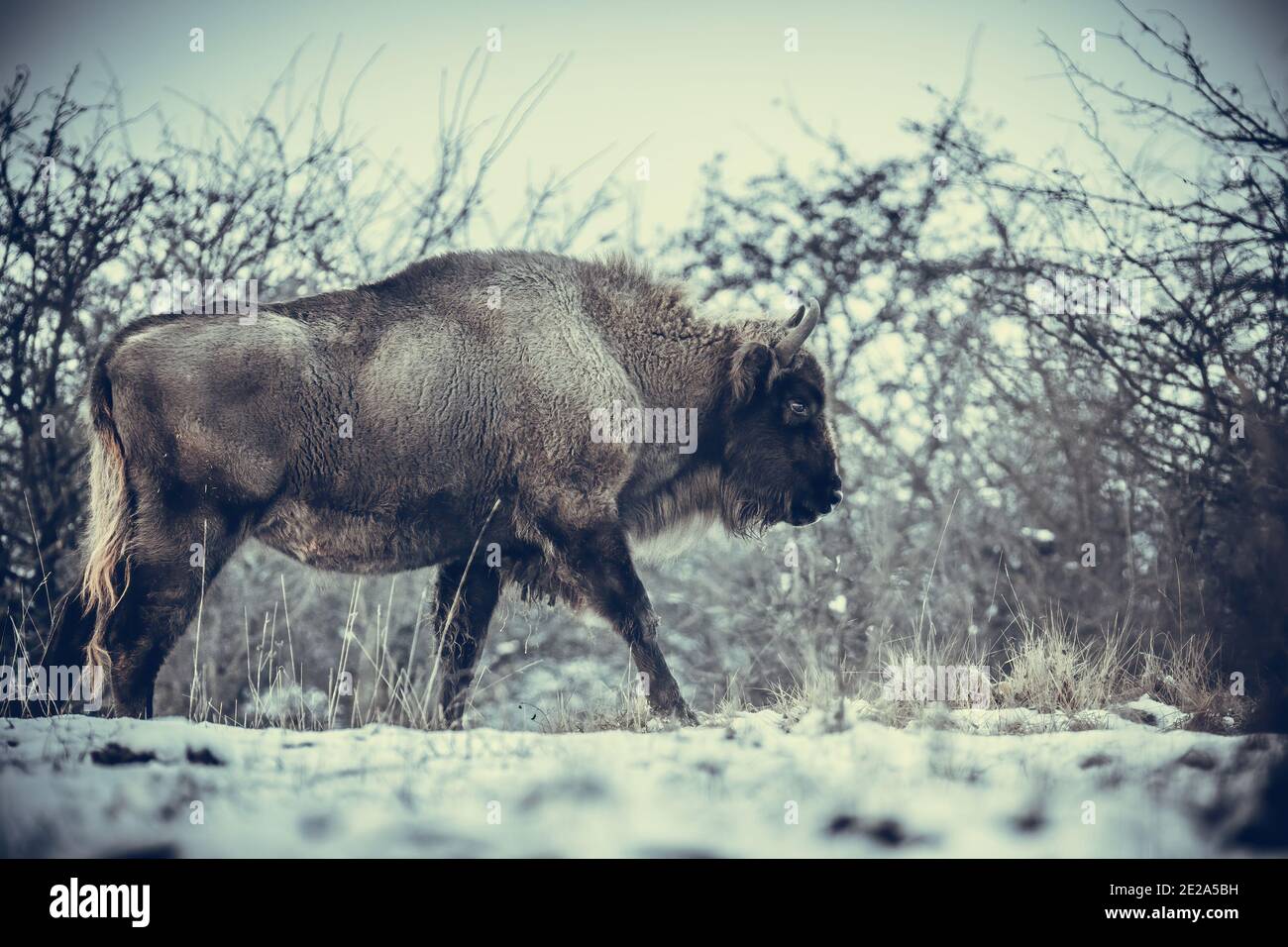 Bisonte europeo descansando en un prado de nieve, la mejor foto. Foto de stock