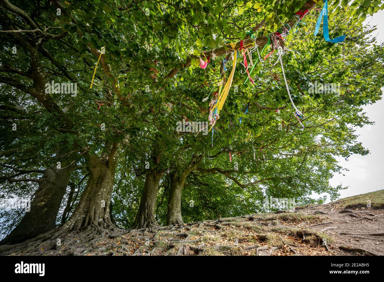 Árboles míticos de JRR Tolkien en Avebury, Wiltshire, Reino Unido  Fotografía de stock - Alamy