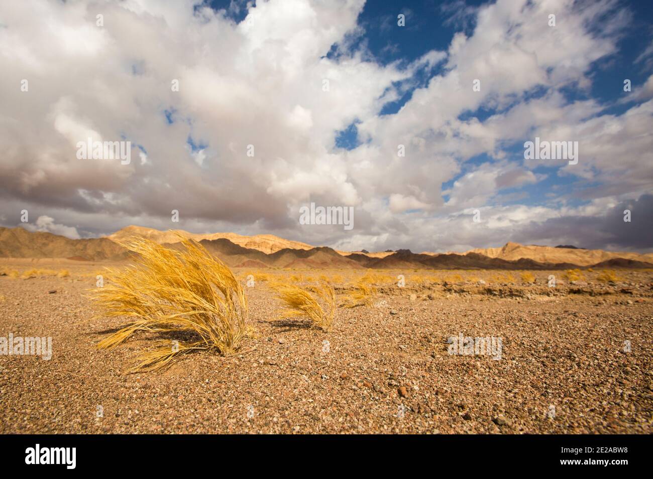 Hierba seca muerta en el desierto de Aravah, Israel Foto de stock