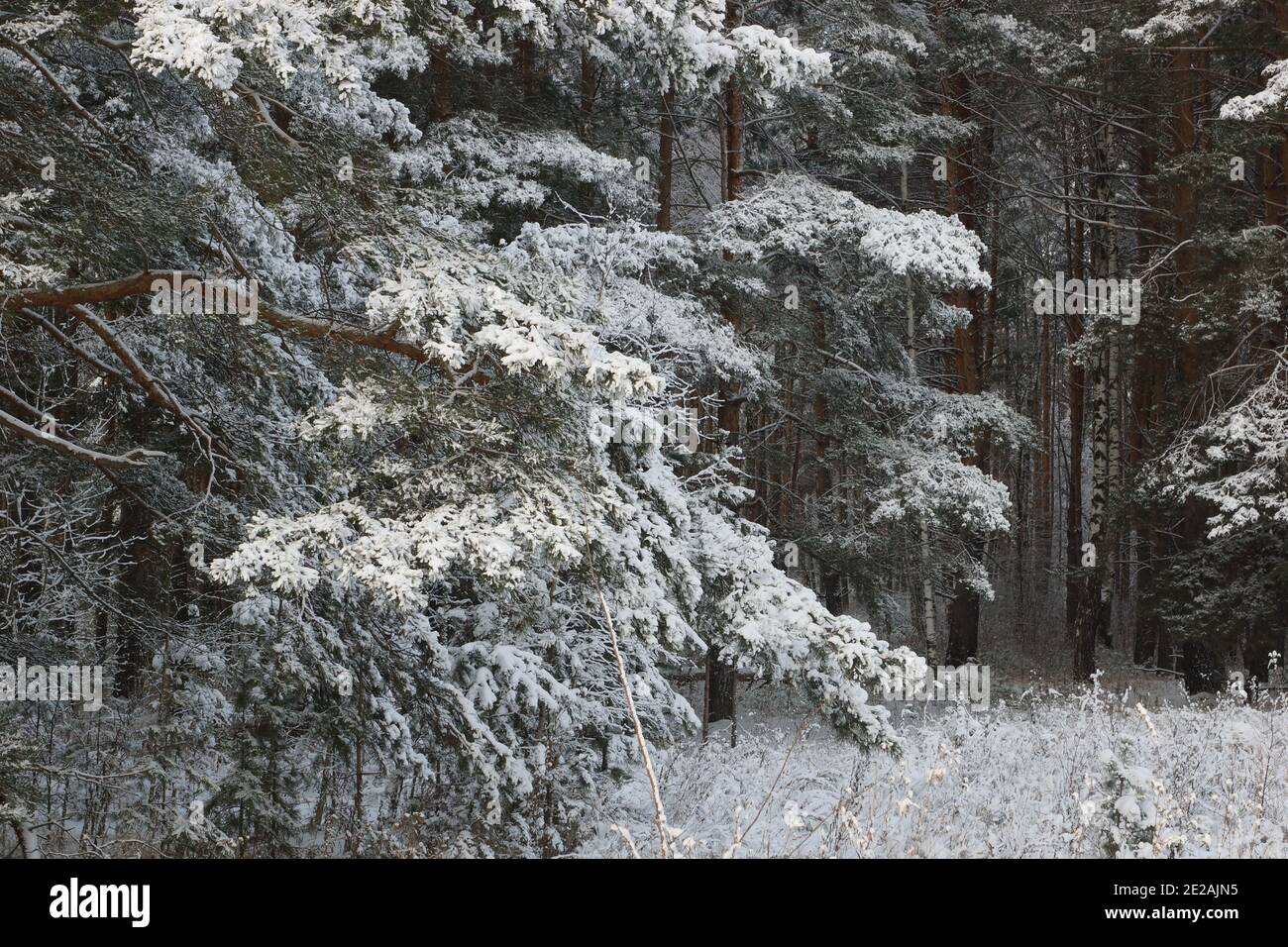 Bosque de invierno. Los árboles cubiertos de nieve están en pie. Pino en la nieve. Foto de stock
