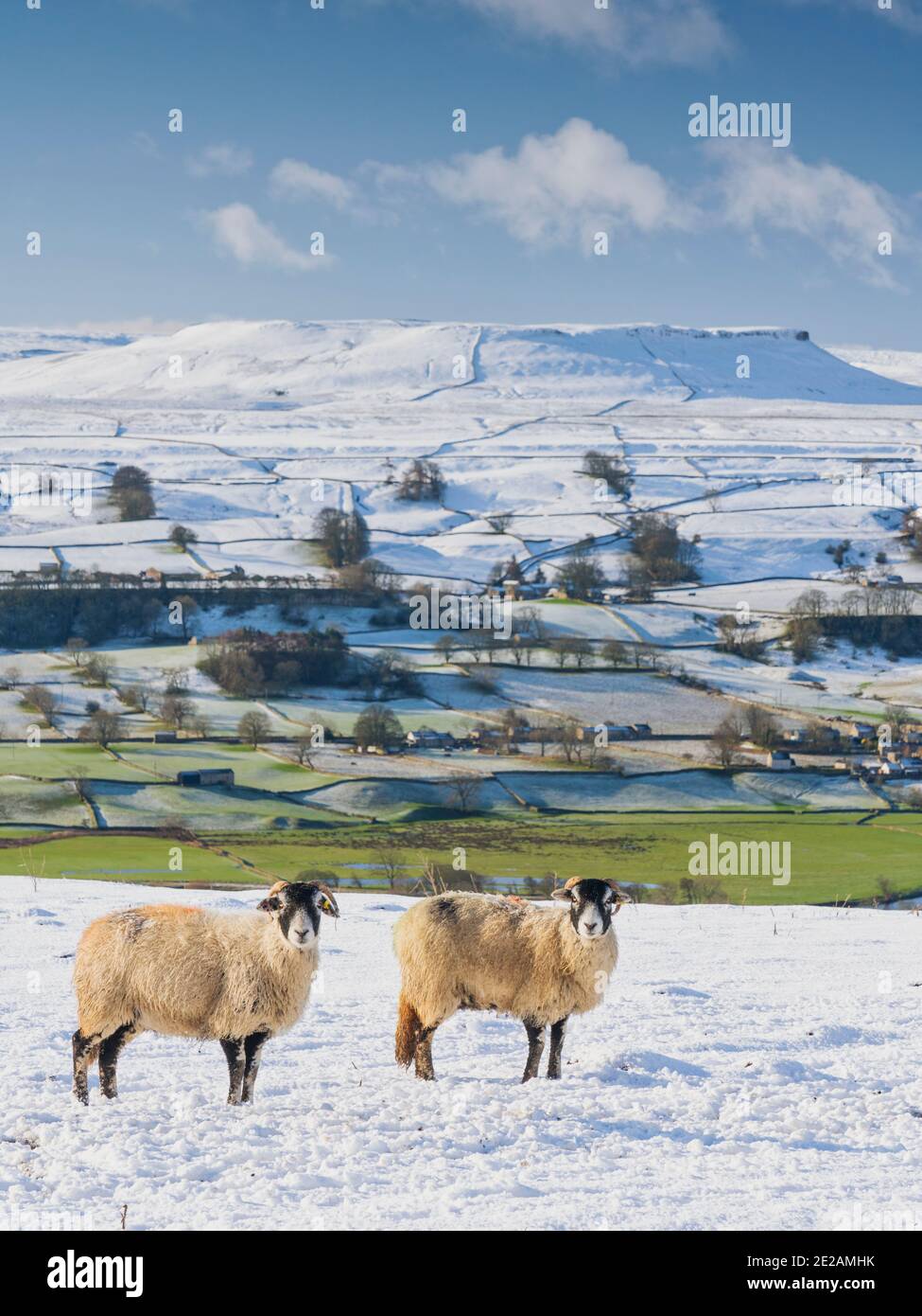 Nieve fresca y sol de invierno cubriendo las cimas caídas en Wensleydale alrededor de Nappa Scar y Addlebrough, North Yorkshire, Reino Unido. Foto de stock