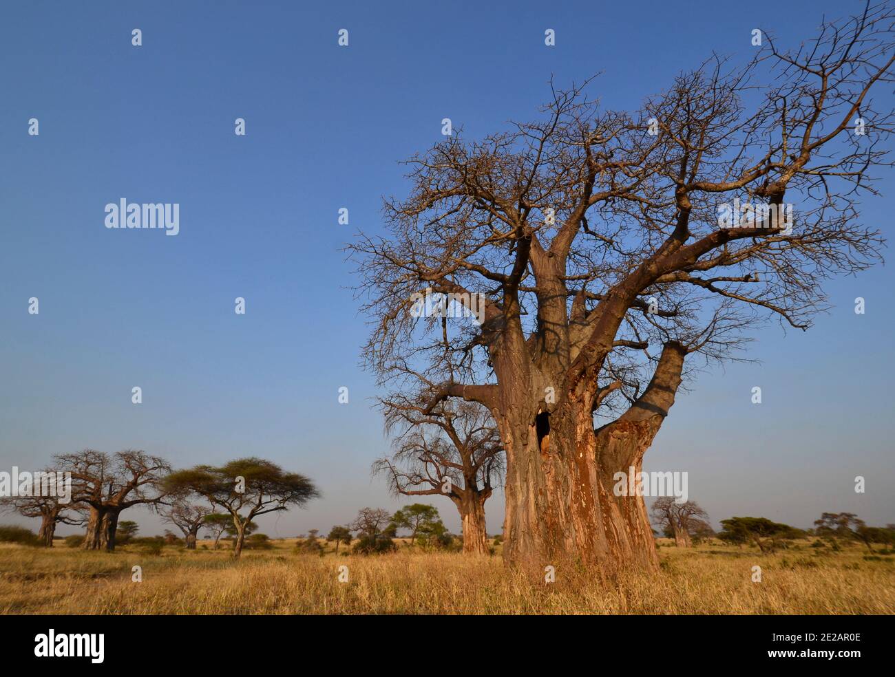 Gran árbol Baobab (Adansonia digitata) en el Parque Nacional Tarangire, Tanzania, África Foto de stock
