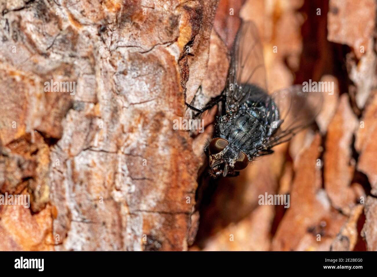 Mosca negra en un pino de espalda Foto de stock