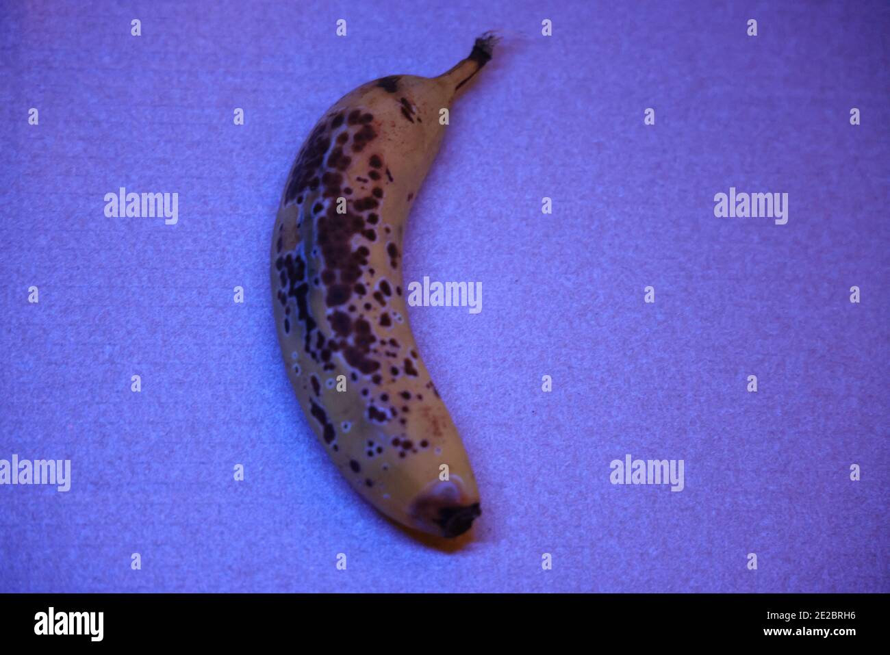 Demostración de que la radiación ultravioleta (U-A) de una luz negra causa fluorescencia de bananos maduros; indicación de madurez (banano en luz ultravioleta) Foto de stock
