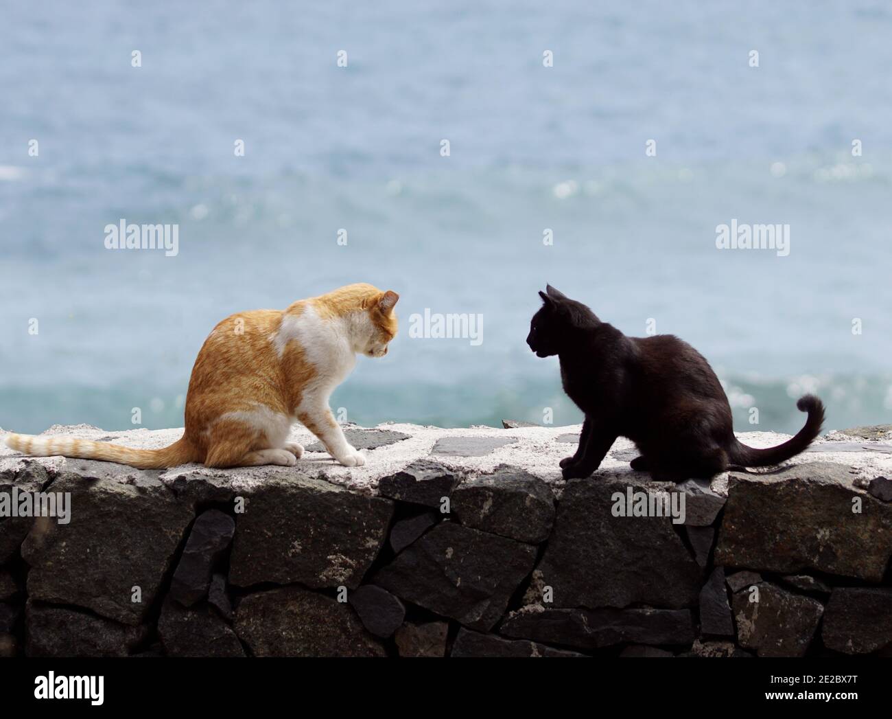 Gatos hablando fotografías e imágenes de alta resolución - Alamy