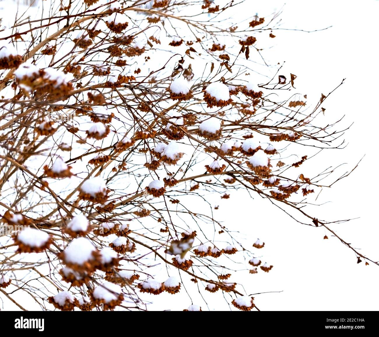 Ramas de arbusto marrón seco con semillas en el primer plano de la nieve. Planta natural fondo de invierno, abstracto, colores neutros, minimalista Foto de stock