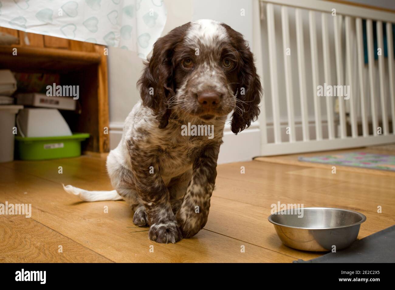 Joven cachorro de spaniel de campo esperando su comida Foto de stock