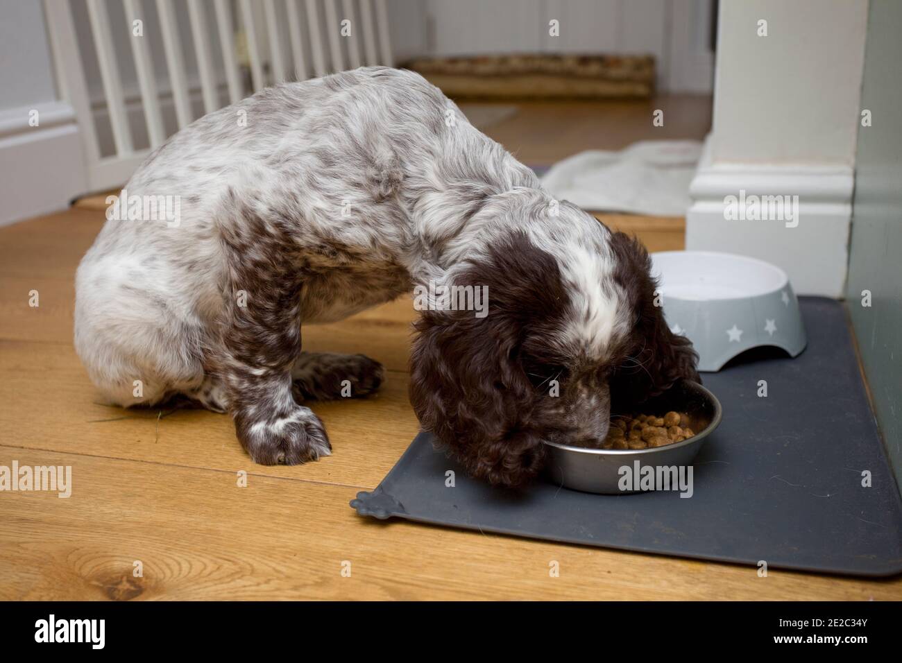 Campo de cachorro de spaniel comer de su tazón Foto de stock